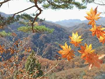 四肖王中王期期準(zhǔn)免費(fèi)資料,綜合評(píng)判標(biāo)準(zhǔn)_化圣境HOV676.84