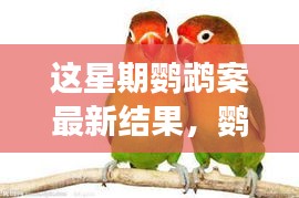 鸚鵡案最新進(jìn)展揭秘，心靈覺醒的自然之旅與微笑結(jié)局