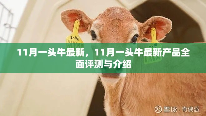 11月一頭牛最新產(chǎn)品全面評測與介紹，最新動態(tài)一覽