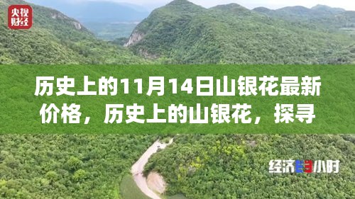 探尋山銀花價(jià)格變遷背后的故事與影響，歷史上的最新價(jià)格回顧（11月14日）