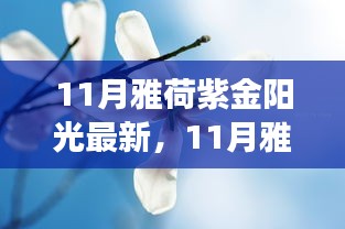 11月雅荷紫金陽(yáng)光下的勵(lì)志蛻變，自信、成就與正能量并行不悖的旅程