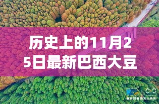 探尋自然秘境，巴西大豆與心靈之旅的交匯點(diǎn)——?dú)v史上的最新巴西大豆報(bào)道