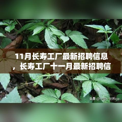 11月長壽工廠最新招聘信息詳解，如何順利應(yīng)聘長壽工廠并提升競爭力？