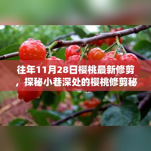 探秘櫻桃修剪秘境，揭秘11月28日修剪技藝的奇妙之旅