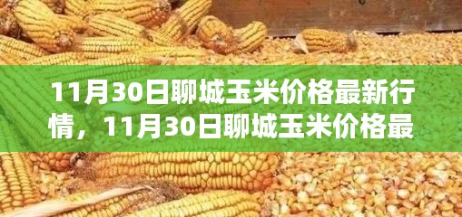 掌握聊城玉米最新行情，解析11月30日玉米價(jià)格動(dòng)態(tài)及應(yīng)對(duì)策略