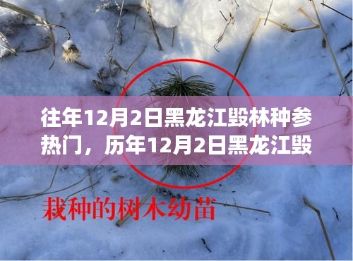 黑龍江毀林種參事件回顧，探尋背后的故事與啟示，歷年12月2日熱門事件聚焦