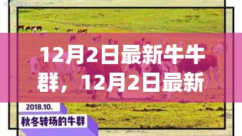 探索潮流社交新領(lǐng)地，最新牛牛群集結(jié)