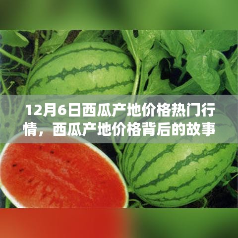 12月6日西瓜產(chǎn)地價格深度解析，變化的力量與自信的種子