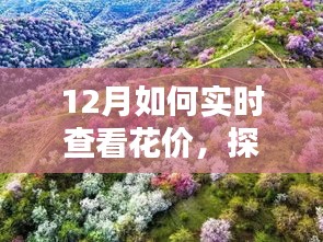 探秘小巷深處的花之秘境，揭秘十二月實(shí)時(shí)鮮花價(jià)格查看指南