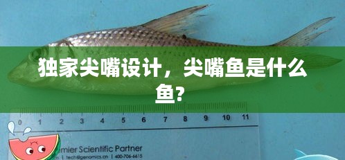 獨家尖嘴設(shè)計，尖嘴魚是什么魚? 