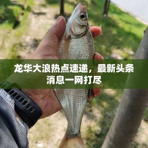 龍華大浪熱點速遞，最新頭條消息一網(wǎng)打盡