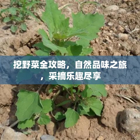 挖野菜全攻略，自然品味之旅，采摘樂趣盡享