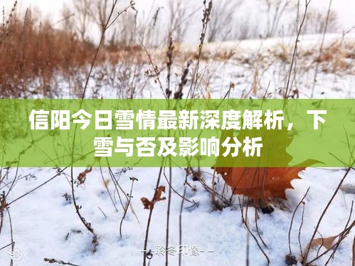 信陽今日雪情最新深度解析，下雪與否及影響分析