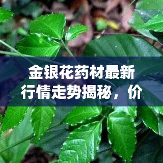 金銀花藥材最新行情走勢揭秘，價格動態(tài)與市場趨勢分析