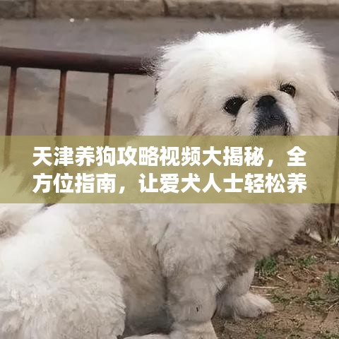 天津養(yǎng)狗攻略視頻大揭秘，全方位指南，讓愛犬人士輕松養(yǎng)寵！