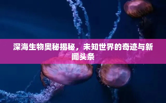 深海生物奧秘揭秘，未知世界的奇跡與新聞頭條