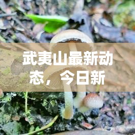 武夷山最新動態(tài)，今日新聞速遞