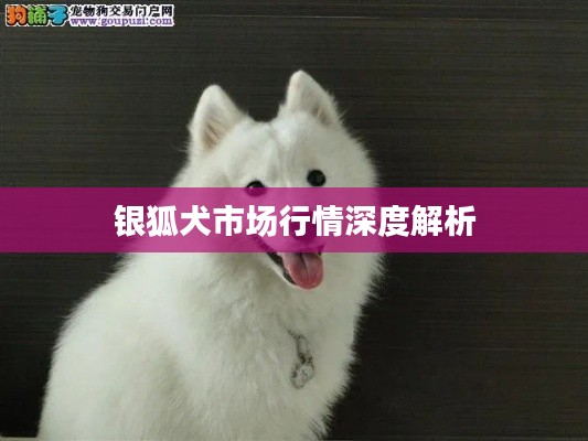 銀狐犬市場行情深度解析