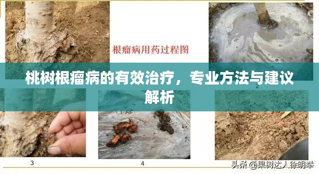 桃樹根瘤病的有效治療，專業(yè)方法與建議解析