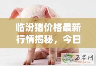 臨汾豬價(jià)格最新行情揭秘，今日走勢分析與預(yù)測