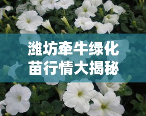 濰坊牽牛綠化苗行情大揭秘，最新價(jià)格分析與趨勢(shì)預(yù)測(cè)