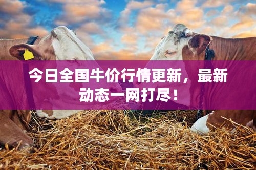 今日全國牛價(jià)行情更新，最新動(dòng)態(tài)一網(wǎng)打盡！