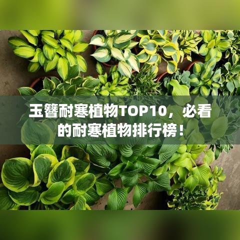 玉簪耐寒植物TOP10，必看的耐寒植物排行榜！