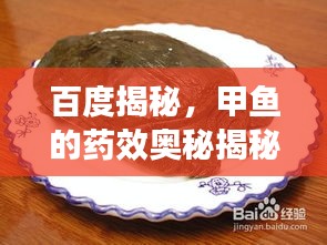 百度揭秘，甲魚的藥效奧秘揭秘！