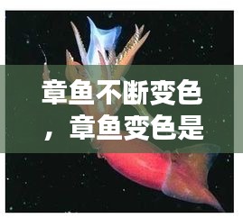 章魚不斷變色，章魚變色是主動(dòng)變異嗎 