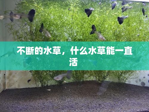 不斷的水草，什么水草能一直活 